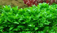 Staurogyne repens 